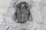 Devil Horned Cyphaspis Trilobite - Top Quality Specimen #71711-6
